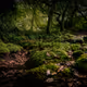 The Enchanted Forrest