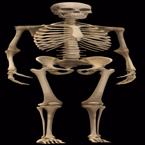 the fat skeletons