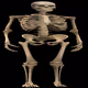 the fat skeletons