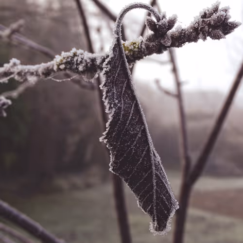 The Frozen Ones - old