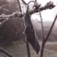 The Frozen Ones - old
