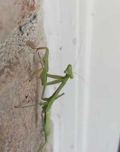 The Glare Of Zorak