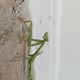 The Glare Of Zorak