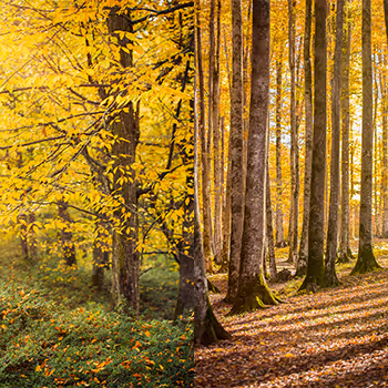 The Golden Season