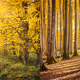 The Golden Season