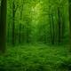 The green forest