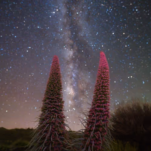 The Guardians of Teide and the Milky Way