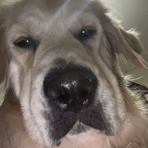 The gunner collection - old