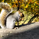 The Hodler Squirrel Series
