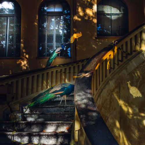 The House of the Peacock