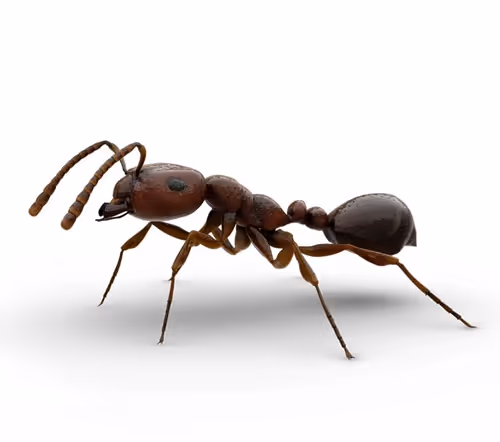 The insects. - old