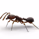 The insects. - old