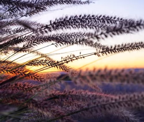 The Collection Series 1