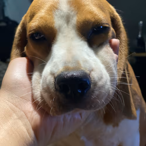 THE LAZY BEAGLES