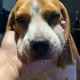THE LAZY BEAGLES