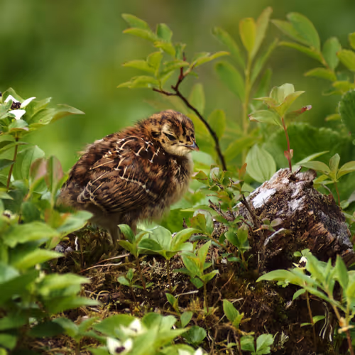 The Little One - old