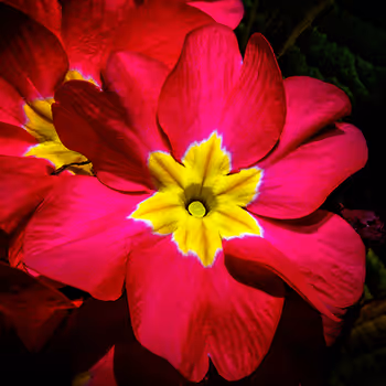 The magical world of flowers and plants.