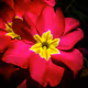 The magical world of flowers and plants.