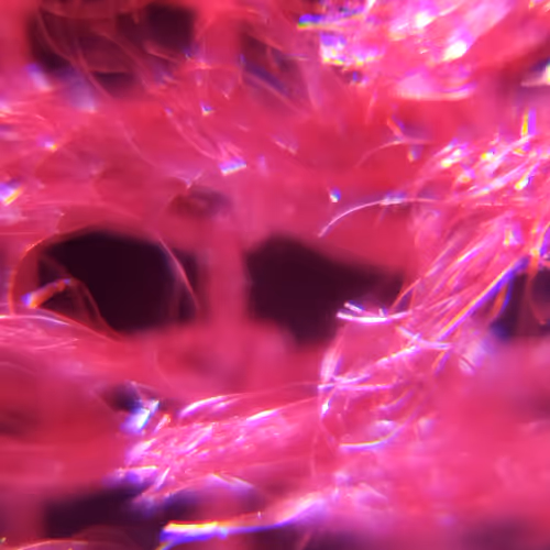 The microworld.