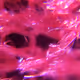 The microworld.