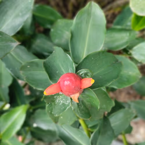 the monster flowers
