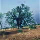 The nature in art - old