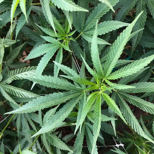 the one and only cannabis nft collection