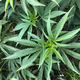 the one and only cannabis nft collection