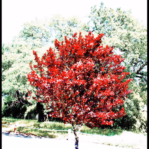 the original collection V2