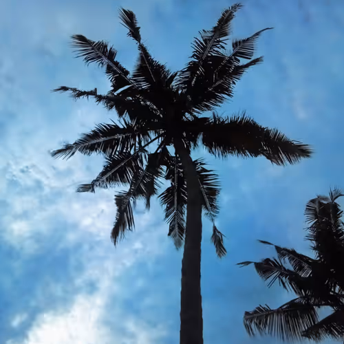 The palmtree & the Sky
