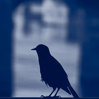 The Photographic BluePrinT III - old