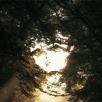The Poetry of Nature