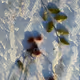 The beauty of plants and flowers by SMC