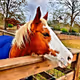 The Ranch Life