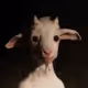 The Real Goat Collection - old