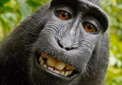 The REALLY Bored Ape