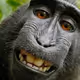 The REALLY Bored Ape