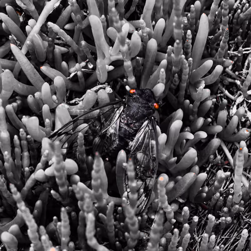 The Red Eyes of the Cicada
