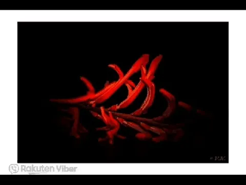 The Red Issue