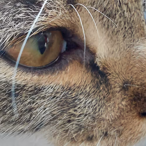 The sad cat original