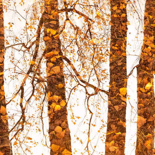 The secret life of trees