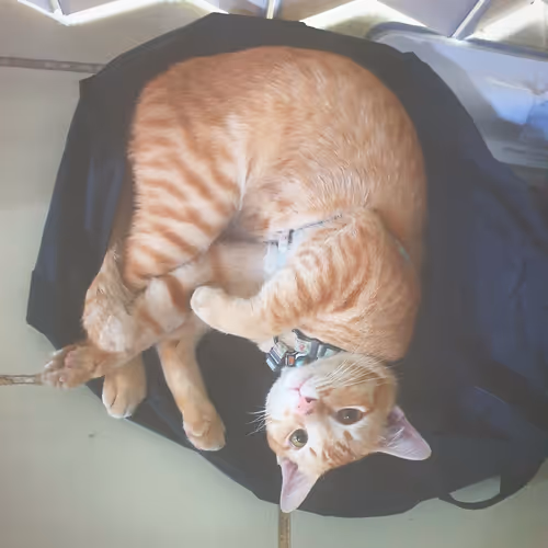 The separatly peace moment - old