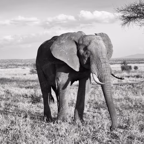 The Serengeti in B+W - old