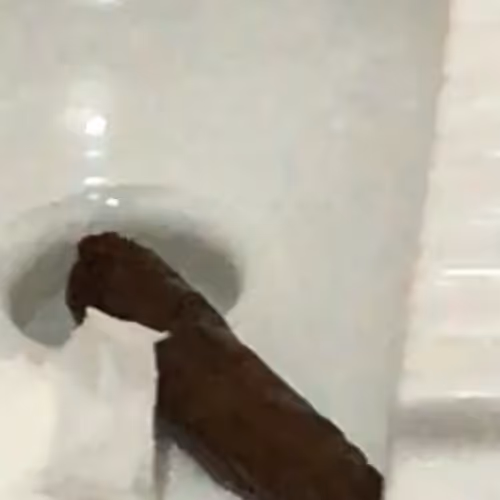 The Shit of Elon Musk Doge - old
