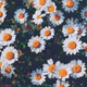 The story of a flower
