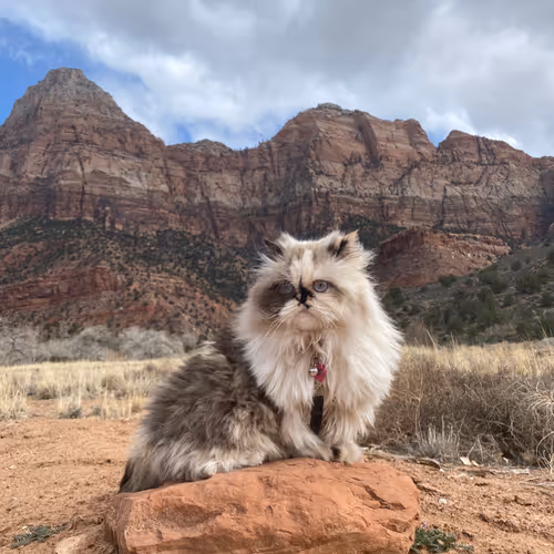 The Travel Cat