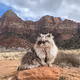 The Travel Cat