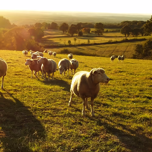 The treasures of rurality