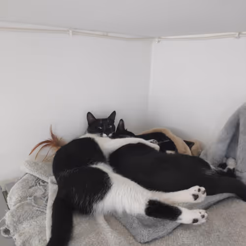 The Tuxedo Sisters