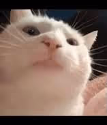 The Vibing Cat - old